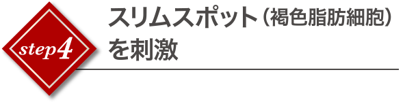 スリムスポット（褐色脂肪細胞）を刺激